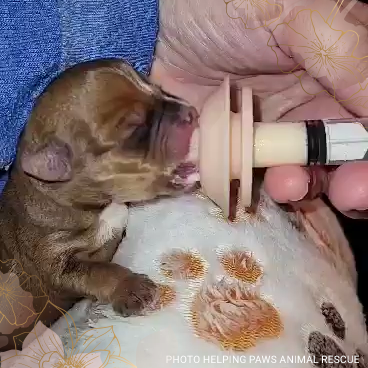 What to bottle feed a puppy cheap